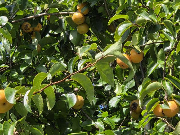 314F Waipapa Road Waipapa_33