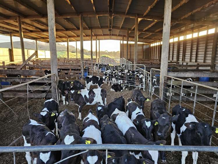 148 Malone Road Kokopu_9