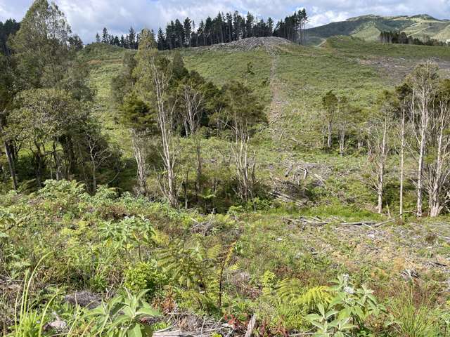 Cutover forestry block in the Otangaroa Valley
