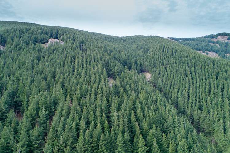 569 Mcqueens Valley Road Gebbies Valley_9