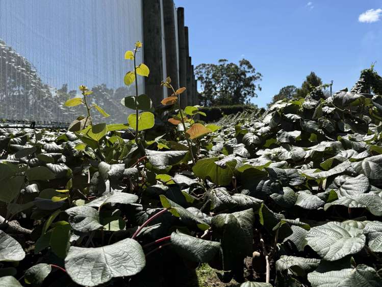 89 Work Road Aongatete_19