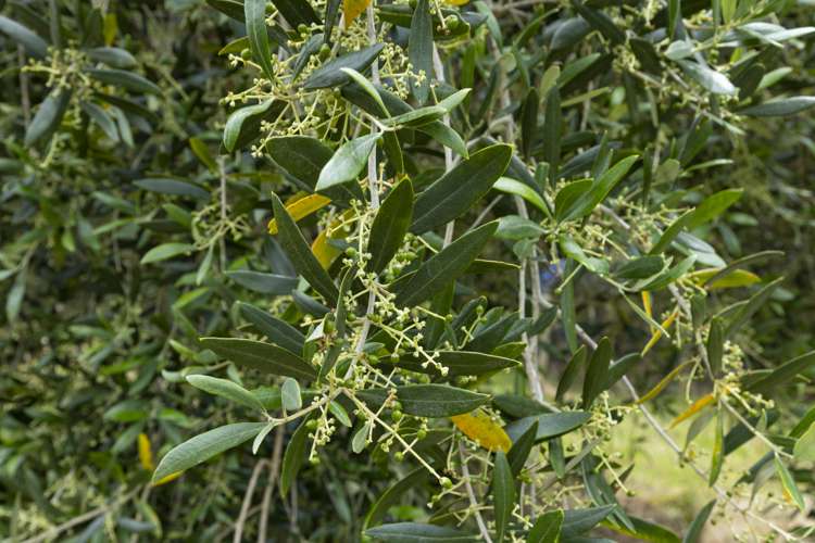 87 Leccino Valley Road Mangonui_19