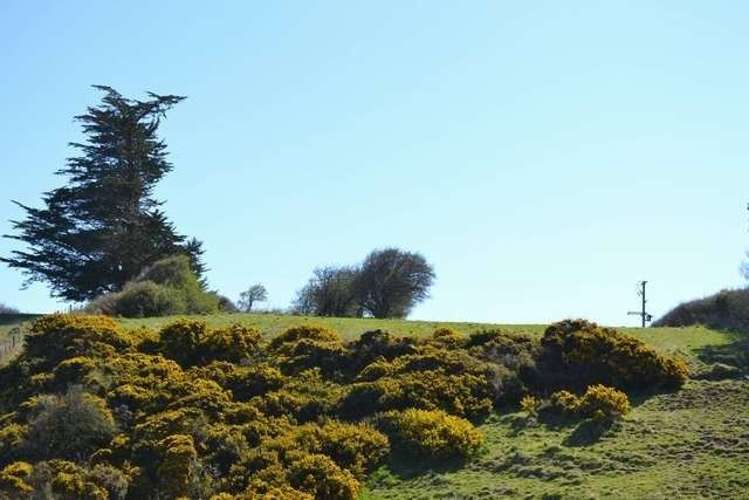 215 Green Island Bush Road Waldronville_10