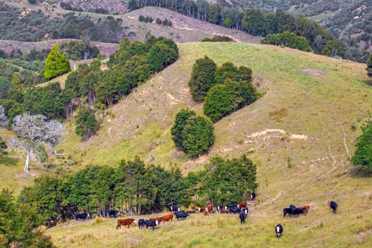 65 Moumoukai Hill Road Ness Valley_4