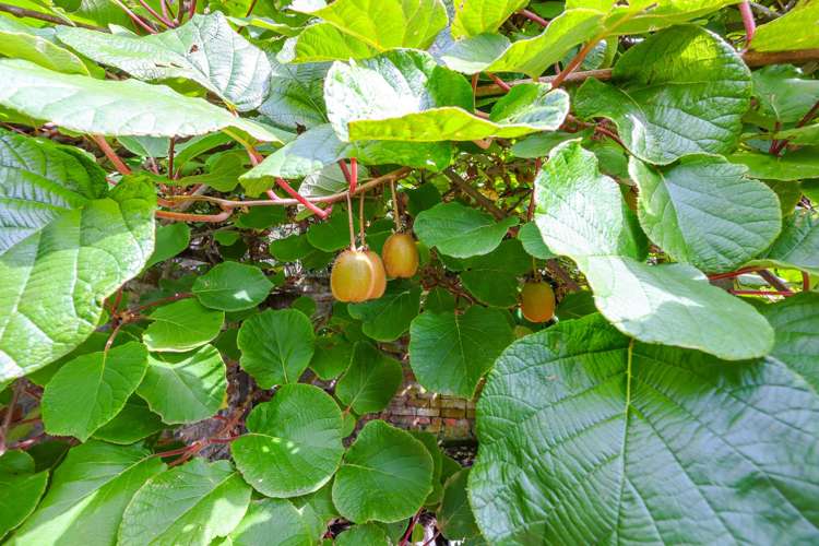 106 Evans Street Opoho_22