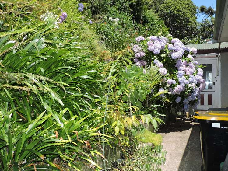 21 Creagh Street Tapu_15