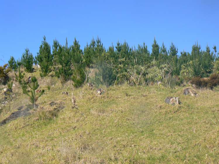 LOT 6 Iwitaua Road Mangamuka_12