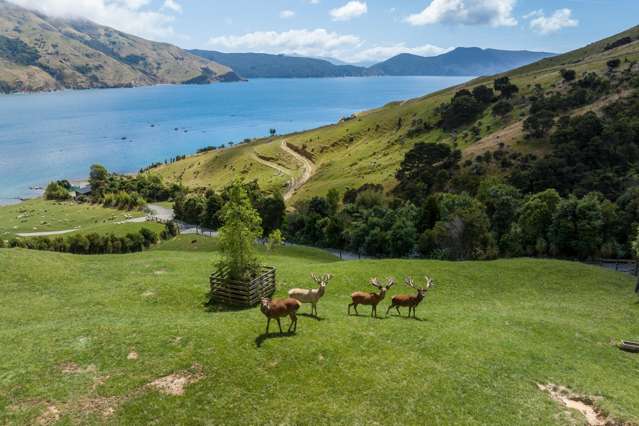 Lot 1 Anakoha Bay Marlborough Sounds_1