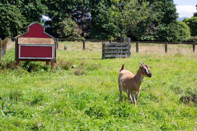 487 France Road Rangitikei Surrounds_15