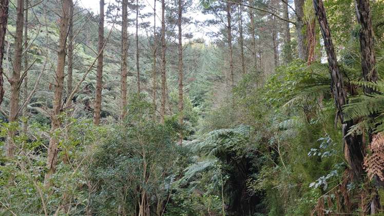 Waitete Road Waihi_8