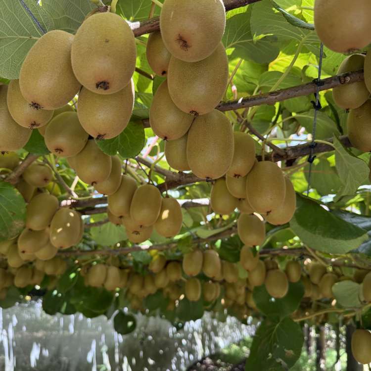 89 Work Road Aongatete_10