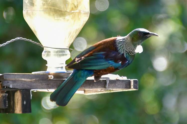 7 Waimanu Place Point Wells_12