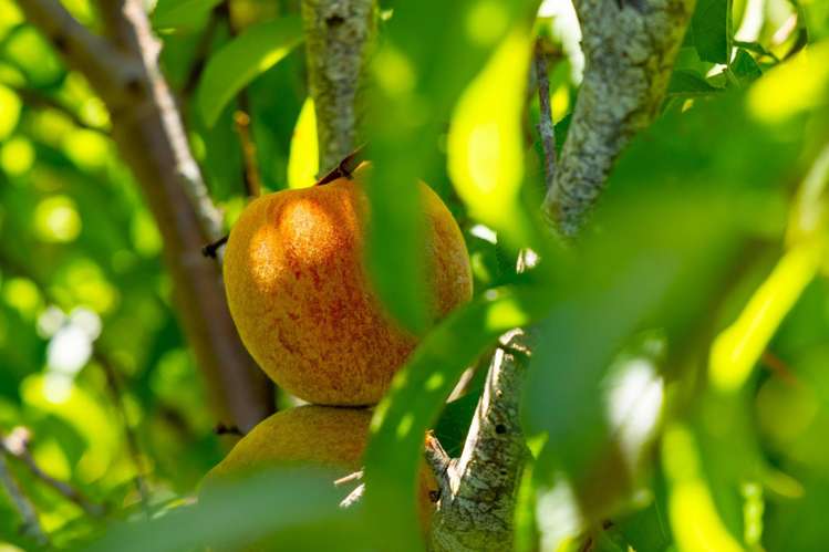 527a Whangaripo Valley Road Wellsford_14