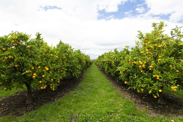 54 Bruce Road Ormond_15