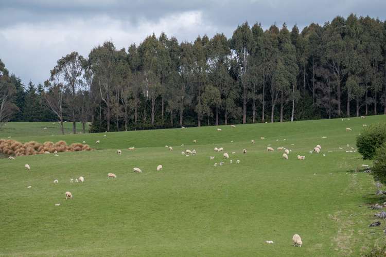 220 Mackay Road West Otago Surrounds_19