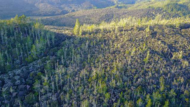 Awaroa Road Herekino_2