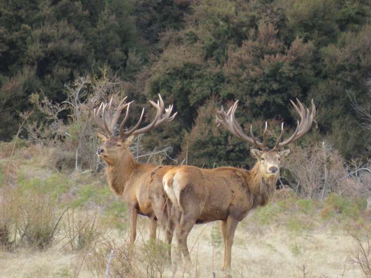 365 Maungawera Valley Road Albert Town_12