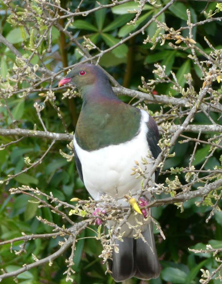 444F Matakawau Road Awhitu_13