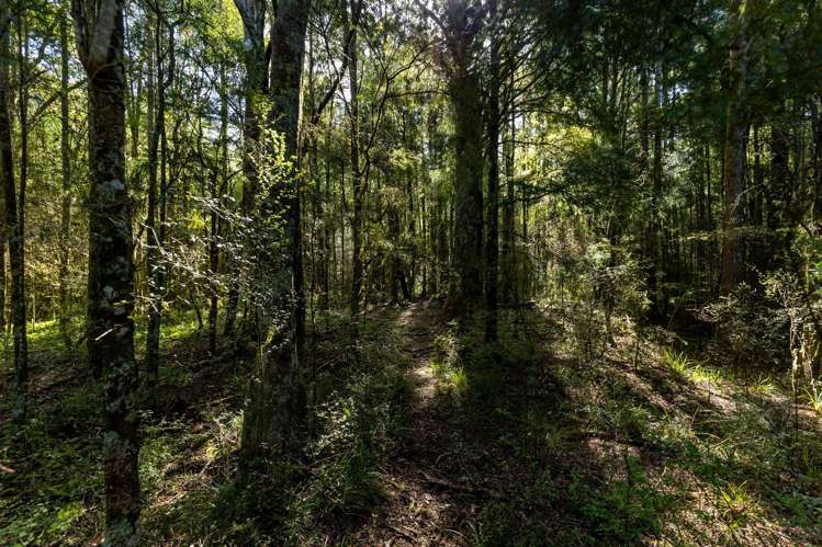 537 Ronga Road Rai Valley_45