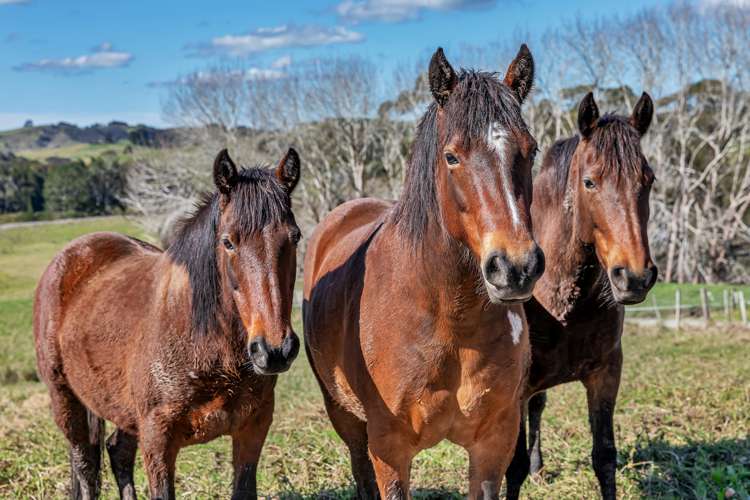 111 Petley Road Paparoa_14