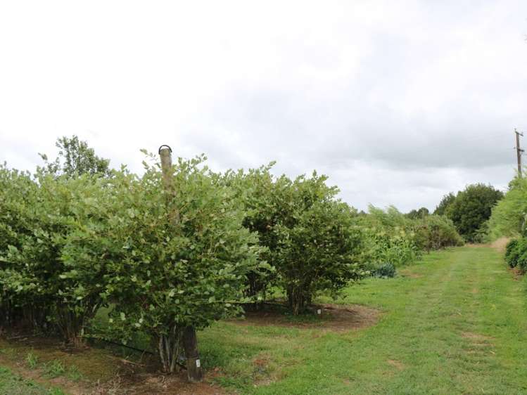 496 Tapapa Road Tapapa_17