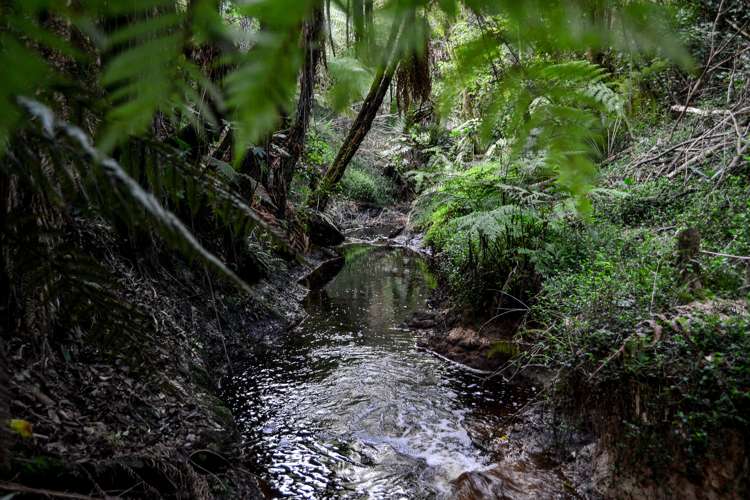 63 Sunnyhills Avenue Glenview_15