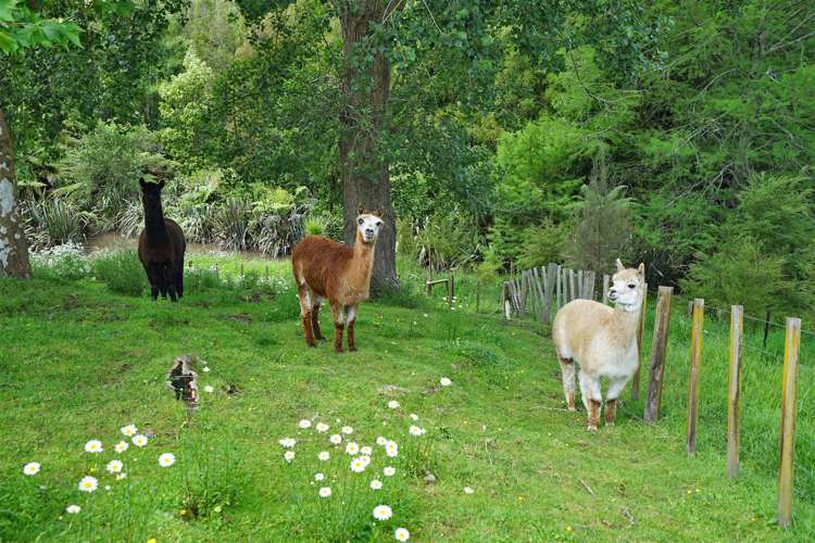 611 Peacockes Road Rukuhia_20