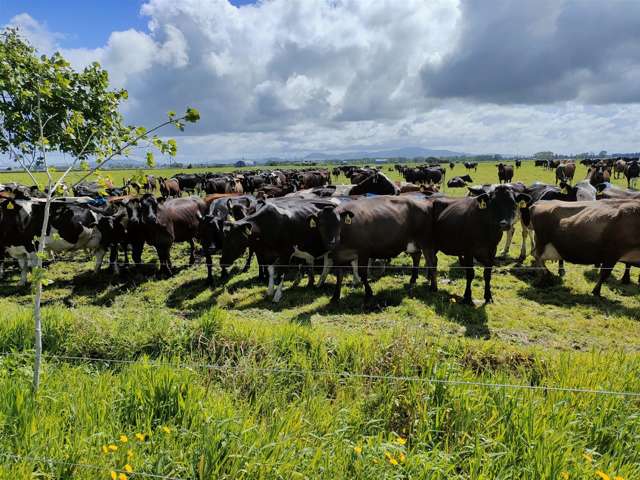 349 Uapoto Road Taupiri_2