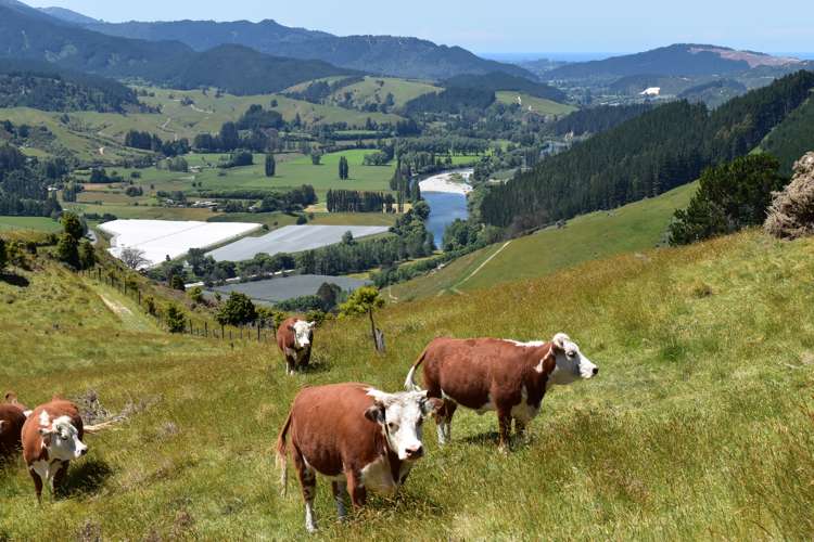 1809 Motueka Valley Highway Ngatimoti_17