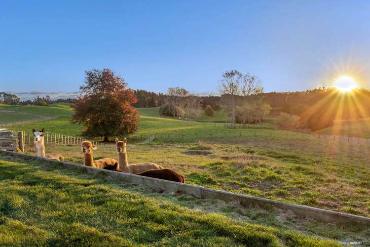 255 Burtt Road Paerata_16