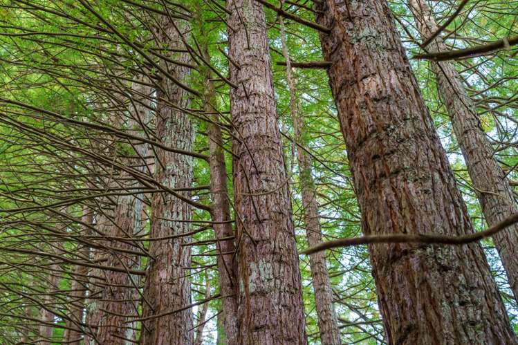 288 Oropi Gorge Road Oropi_39