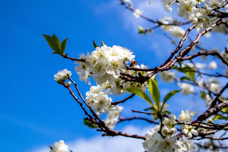 291 Hokianga Harbour Drive Omapere_31