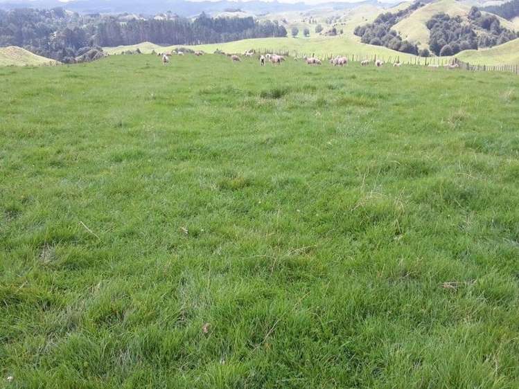 446 Stanley Road Te Popo_21