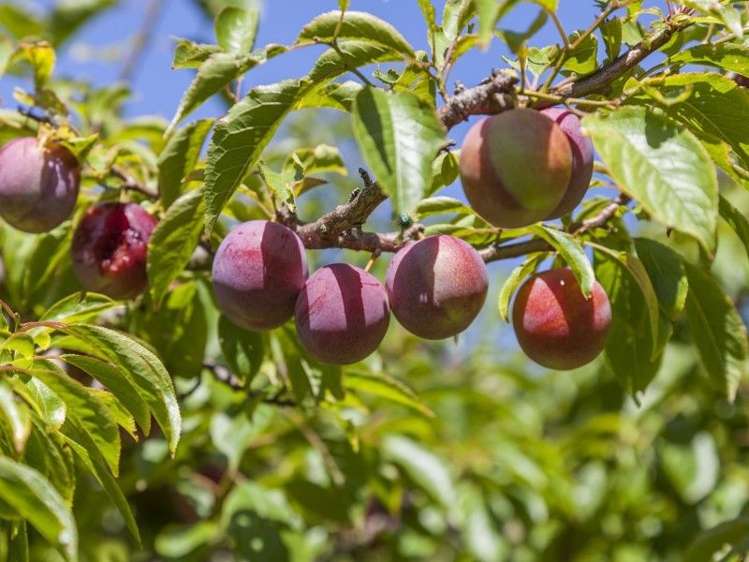 18 Sawmill Road Thames_29