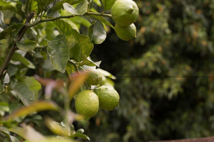 60 Kohekohe Street New Lynn_9