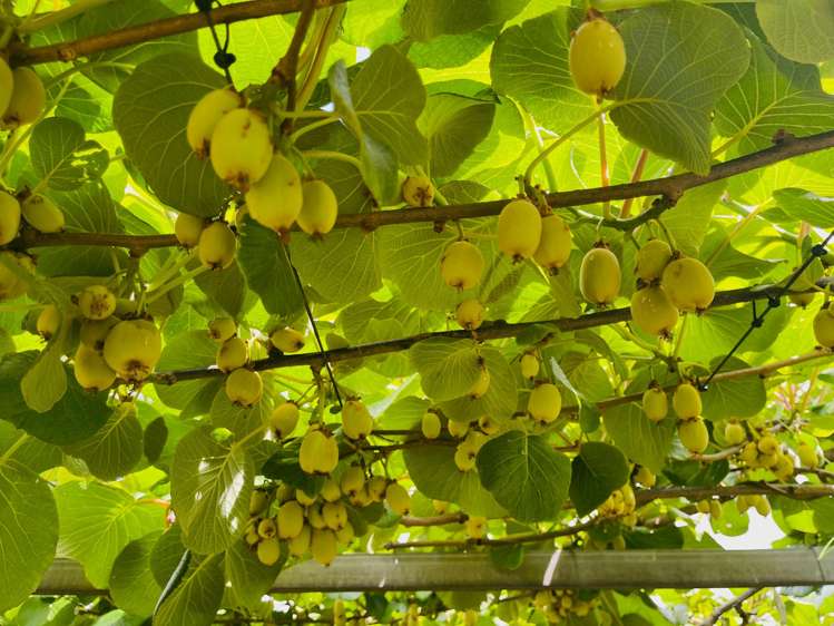 23 Wilson Road North Paengaroa_2