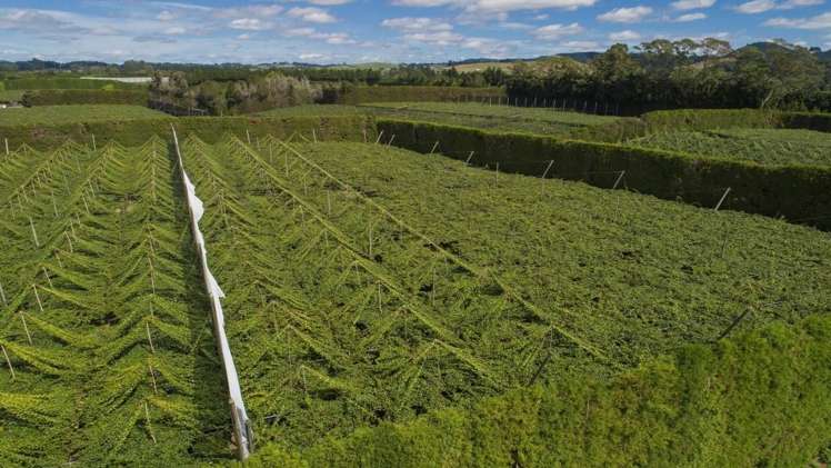 748 No 1 Road Te Puke_8