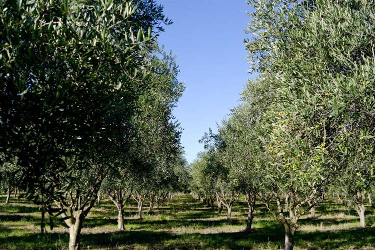 328 Georges Road Amberley_24