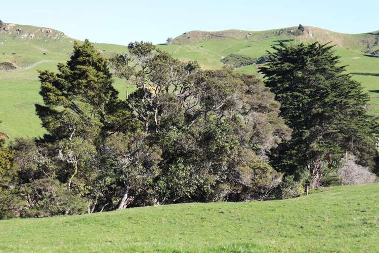 1141 Waingaro Road Glen Massey_10