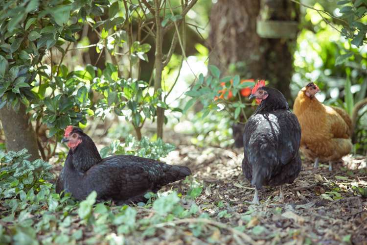 295 Taupaki Road Taupaki_19