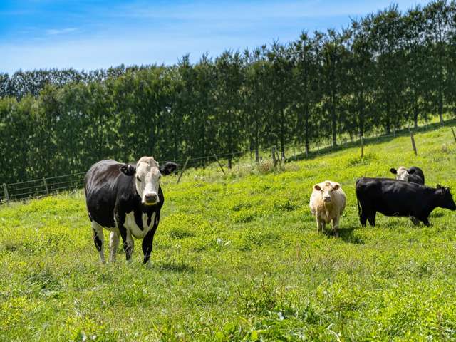 449 Crawford Road Te Puna_2