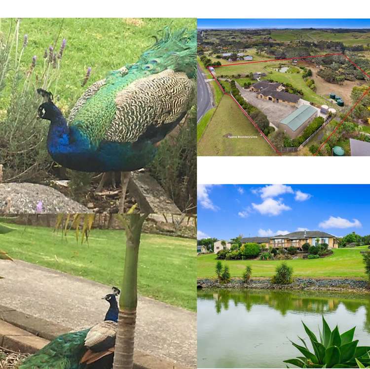 6 Top Road Dairy Flat_21