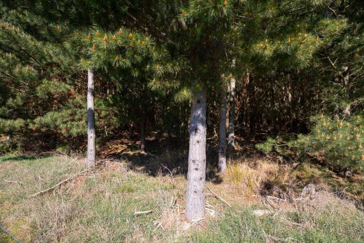 725 Raumai Road Bulls_28