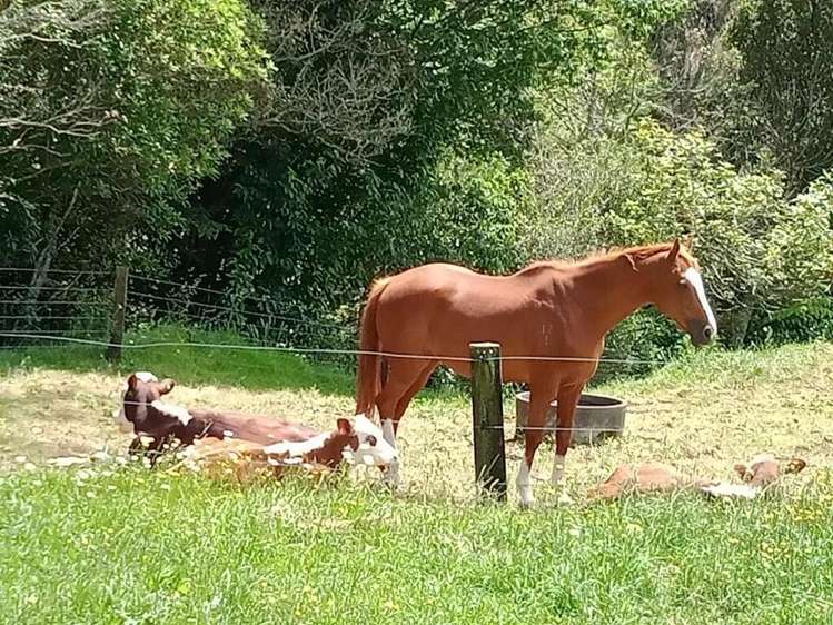 266e Hot Springs Road Hauraki Surrounds_14