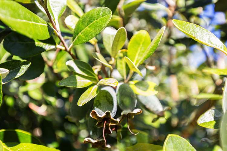 102 Trewavas Street Tasman_29