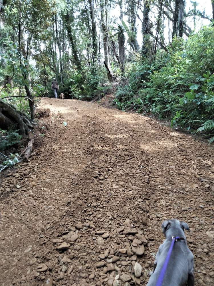 Harrington Mill Road Catlins Surrounds_9