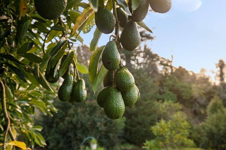 108 Lochhead Road Te Puna_21