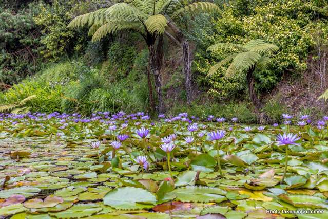 128 Mauku Road Pukekohe_4