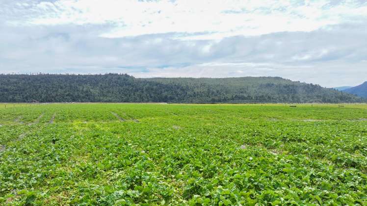 612 Wanganui Flat Road Harihari_13