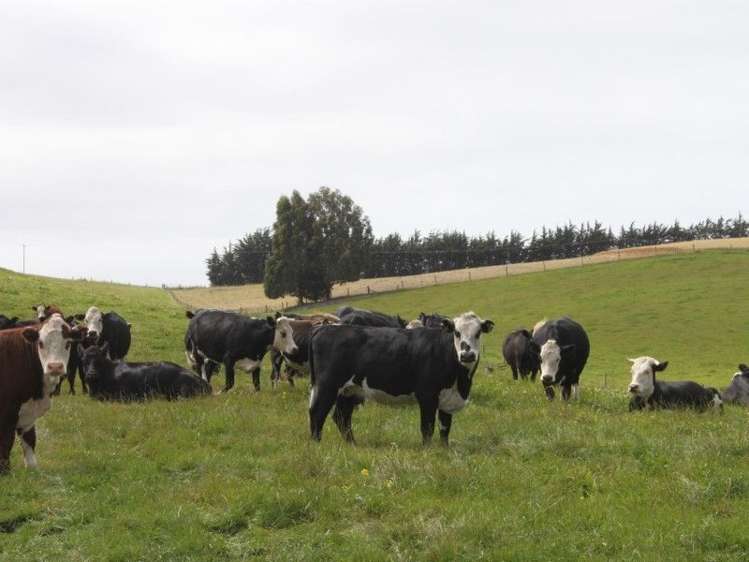 83 Ireland Road Palmerston_5